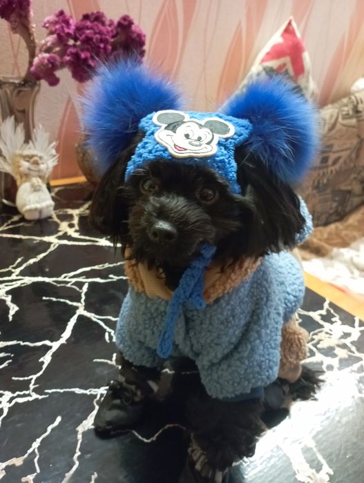 Вязка  Мальтипу -Мини-Мальчик