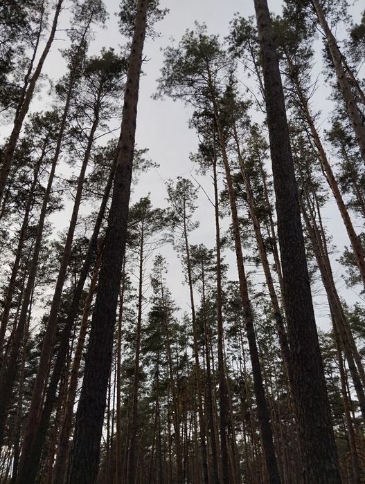 Продам дачу в р-н Ст. Подусівка ст "Механізатор"