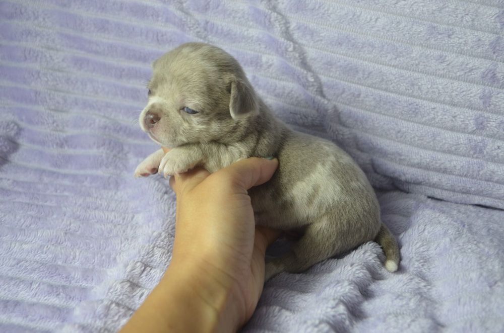 chihuahua lilac merle