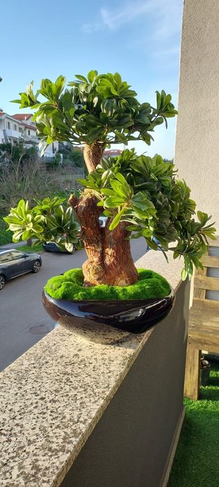 Plantas artificiais e semi artificiais