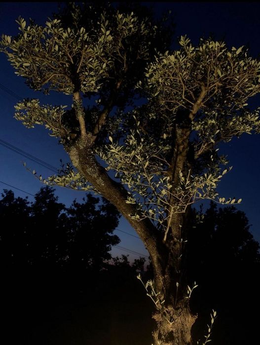 Moradia Terrea T3 para venda