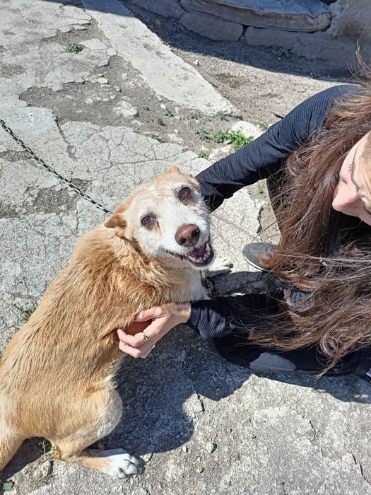 Cão meigo para adoção