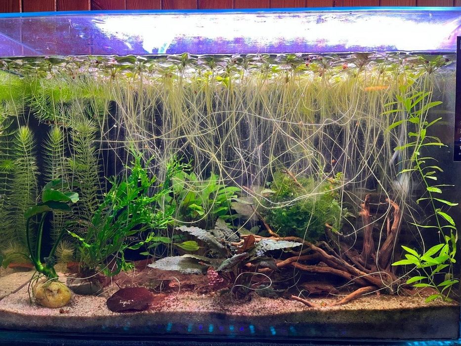 Frogbit (Limnobium laevigatum) – Planta Flutuante