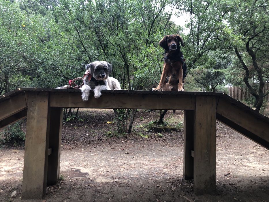 Petsitter / Estadias familiares