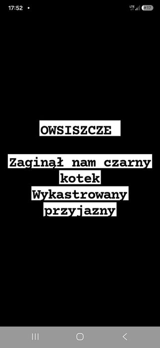Zaginął nam czarny kotek
