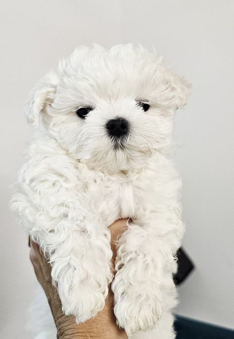 Maltańczyk malutka sunia rodowód ZKWP FCI