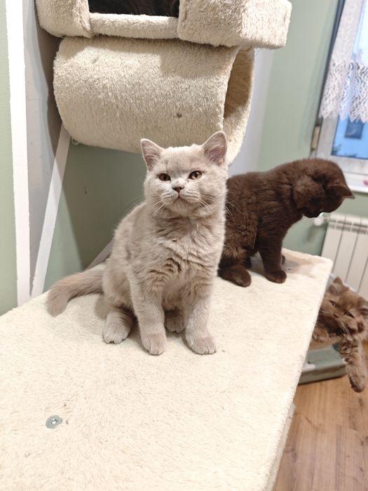 Kot brytyjski płowy krótkowłosy FPL