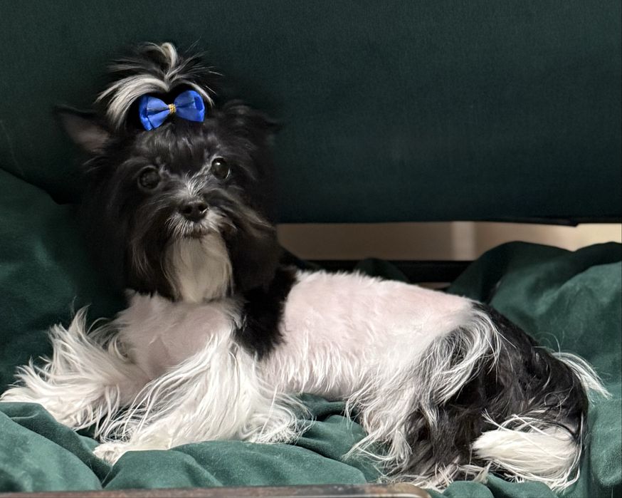York  maleńki piesek z rodowodem Black & White Yorkshire Terrier Biewer