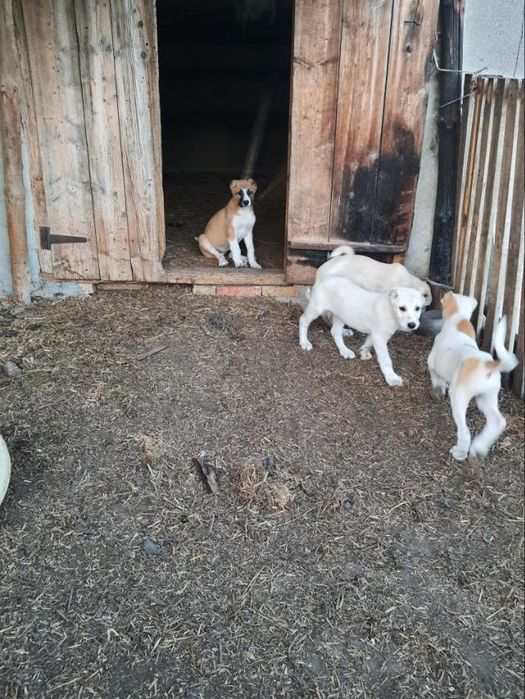 Продам щенки кавказские