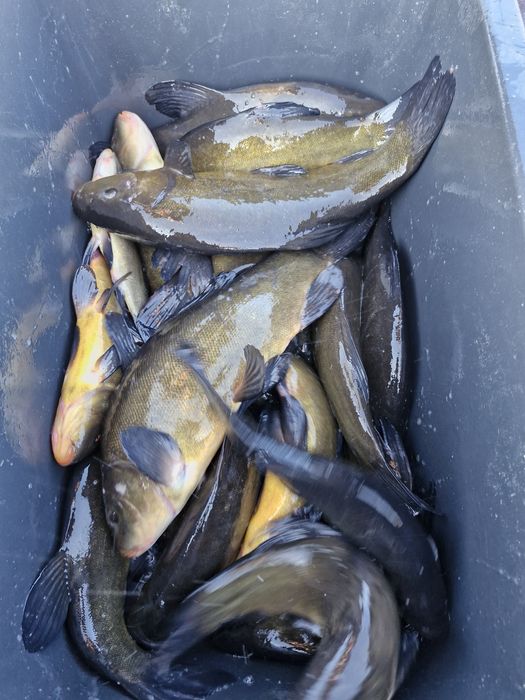 Narybek i kroczek karpia