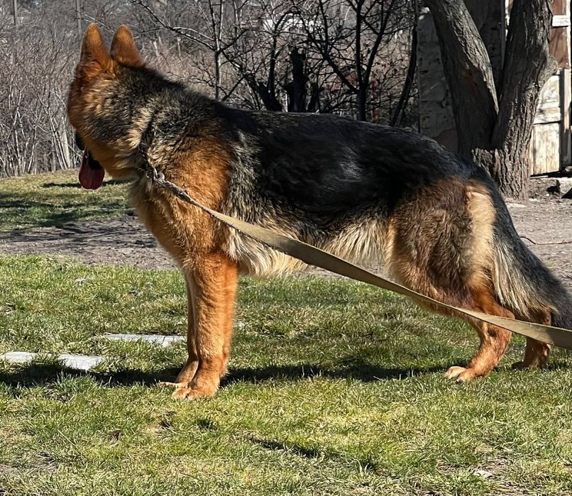 Німецька вівчарка