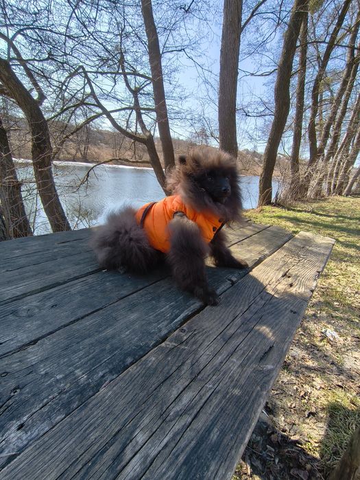 Хлопчик померанський шпіц 5 місяців.