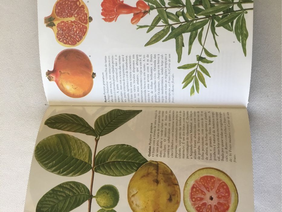 Futos e vegetais: Mediterrâneo e Trópicos. Inclui portes