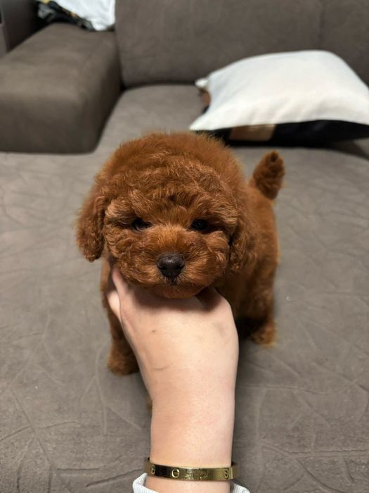 Темний ред браун малиш той пудель