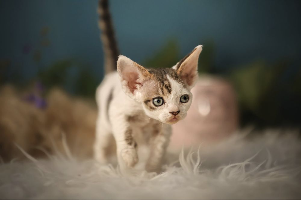 Devon Rex- chłopiec