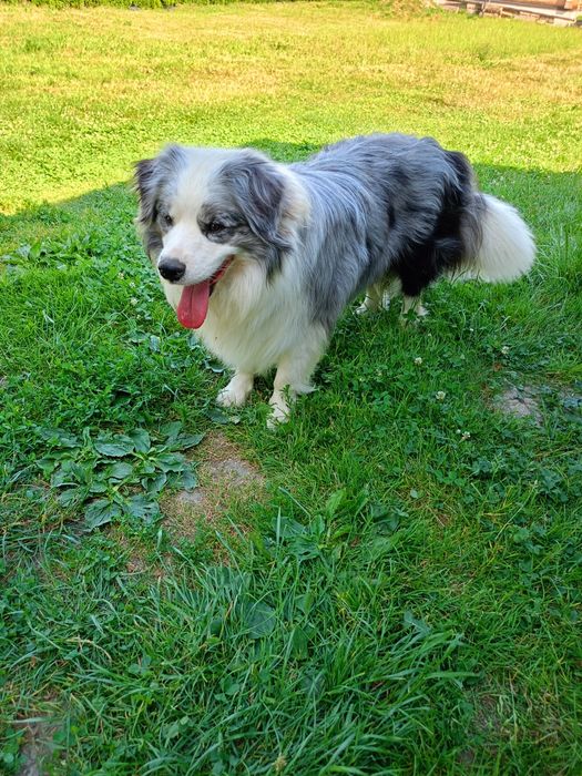 Border Collie FCI piesek.