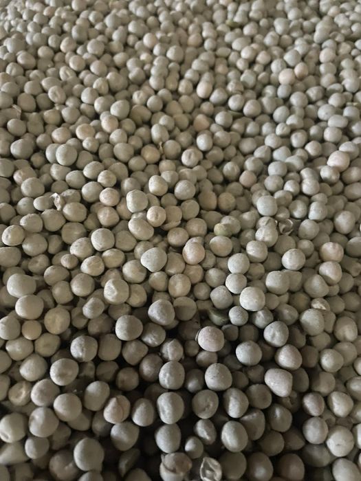 Продам горох зелений Імпульс, урожай 2025 року.