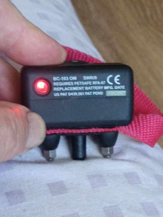 Електронний ощейник