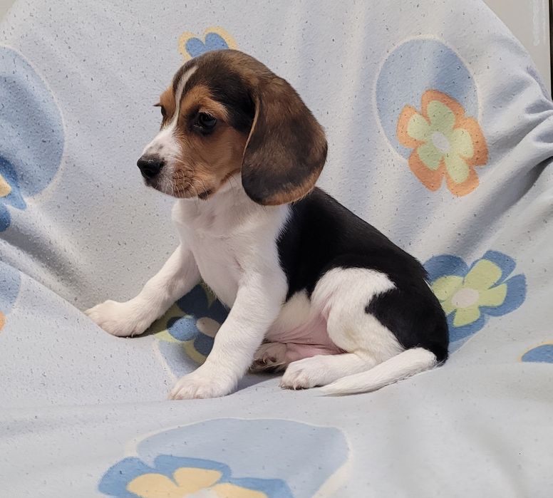Macho beagle bebé