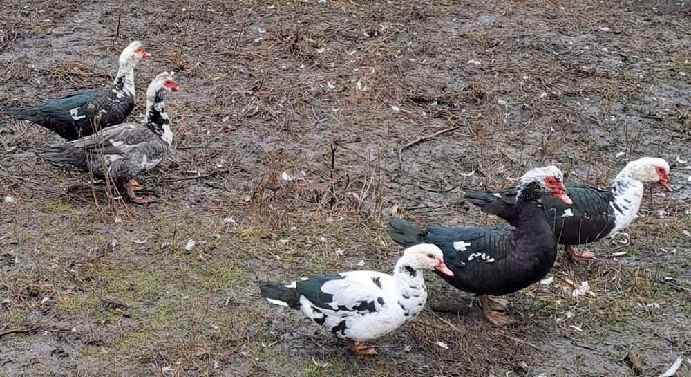Мускусные утки, селезни
