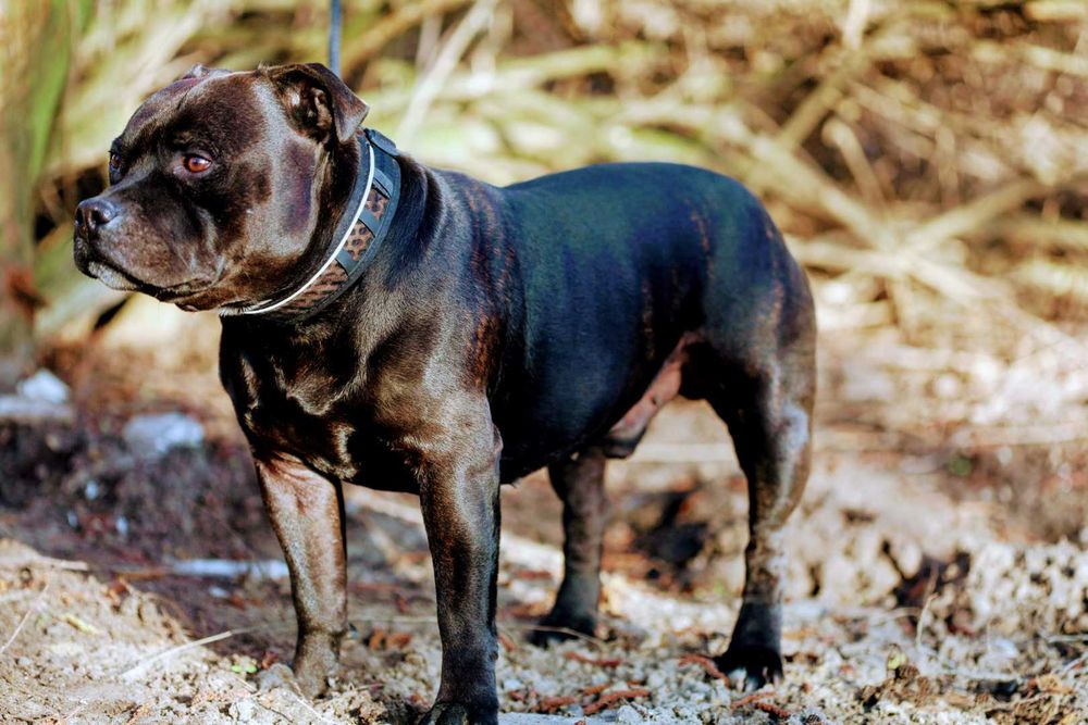 Staffordshire Bull Terrier Reproduktor Stafik FCI Champion PL