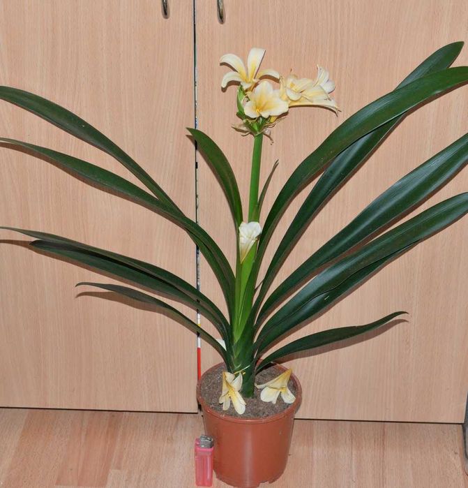 Жовта клівія (цитрина) Clivia Citrina