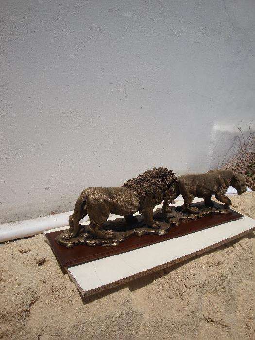 Casal dos leões dourados