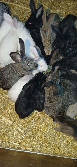 Пропонуємо чудовий молодняк для вашого господарства!