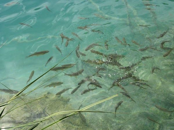 Личинка Щуки,подрощенная в озеро.