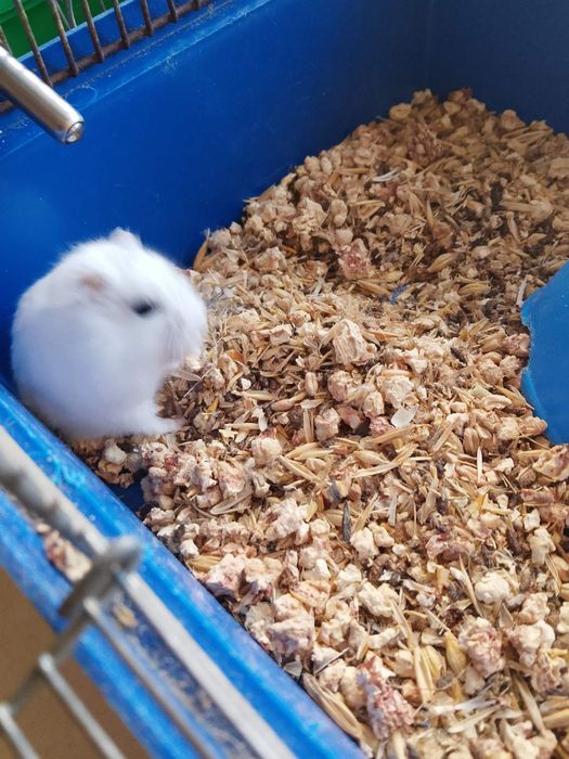 Джунгарский хомяк