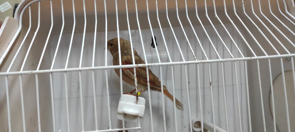 Cedo fêmeas de canário de 2024