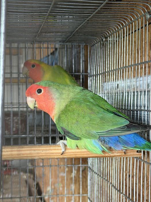 Agapornis roseicollis