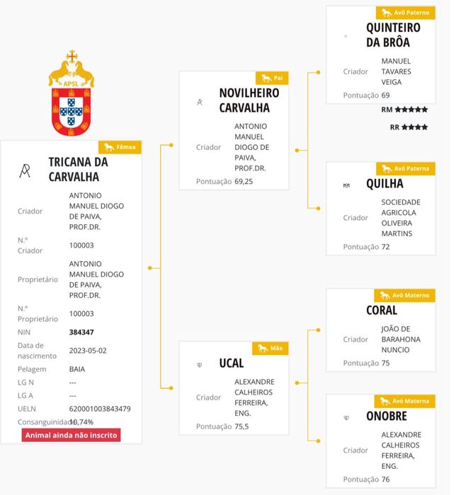 Poldra PSl de 3 anos