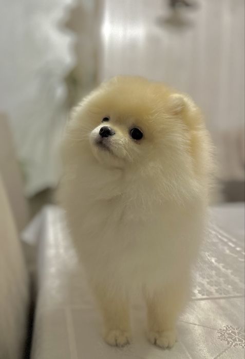 Померанський шпіц. Хлопчик. Документи.