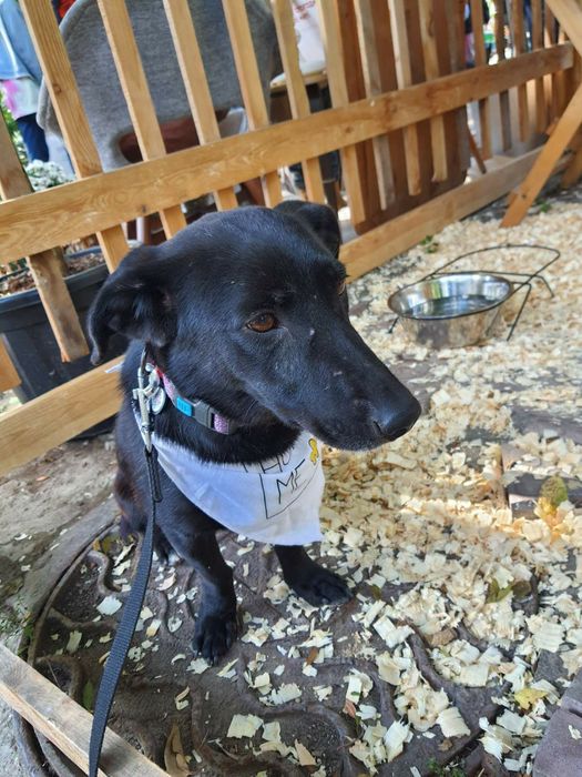 Отдам даром в добрые руки собачку метис таксы