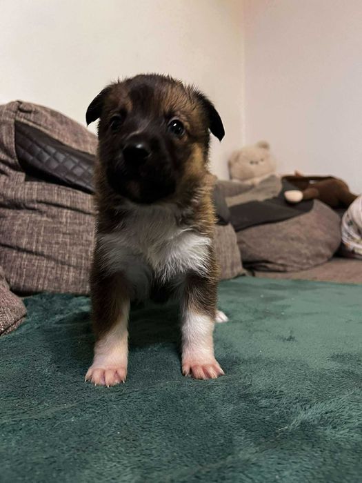 Szczeniaki szukają domu