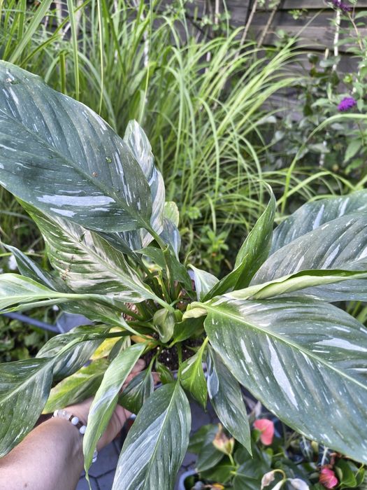 Duży piękny Skrzydłokwiat Variegata 'Diamond' Spathiphyllum