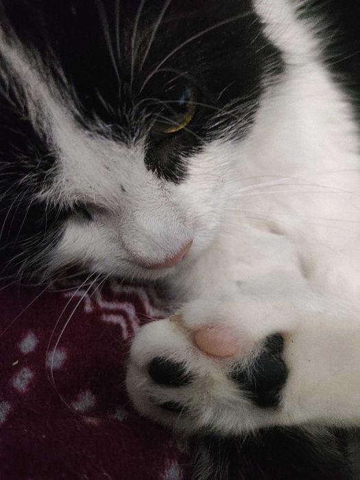 Кошенята котята (кошеня) до серця