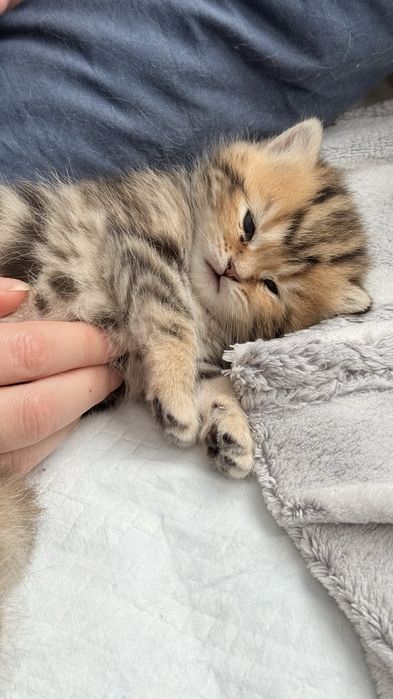 Kotka brytyjska legalna hodowla