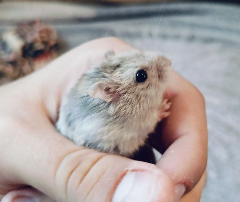 Сhomiki Oddam chomiki po 30 zł za sztukę.