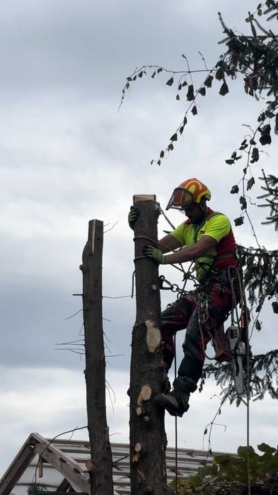 Wycinanie przycinanie pielęgnacja drzew i krzewów ARBORYSTA