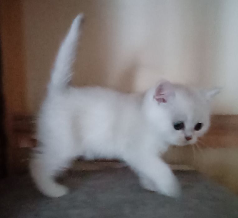 British Shorthair   chinchila