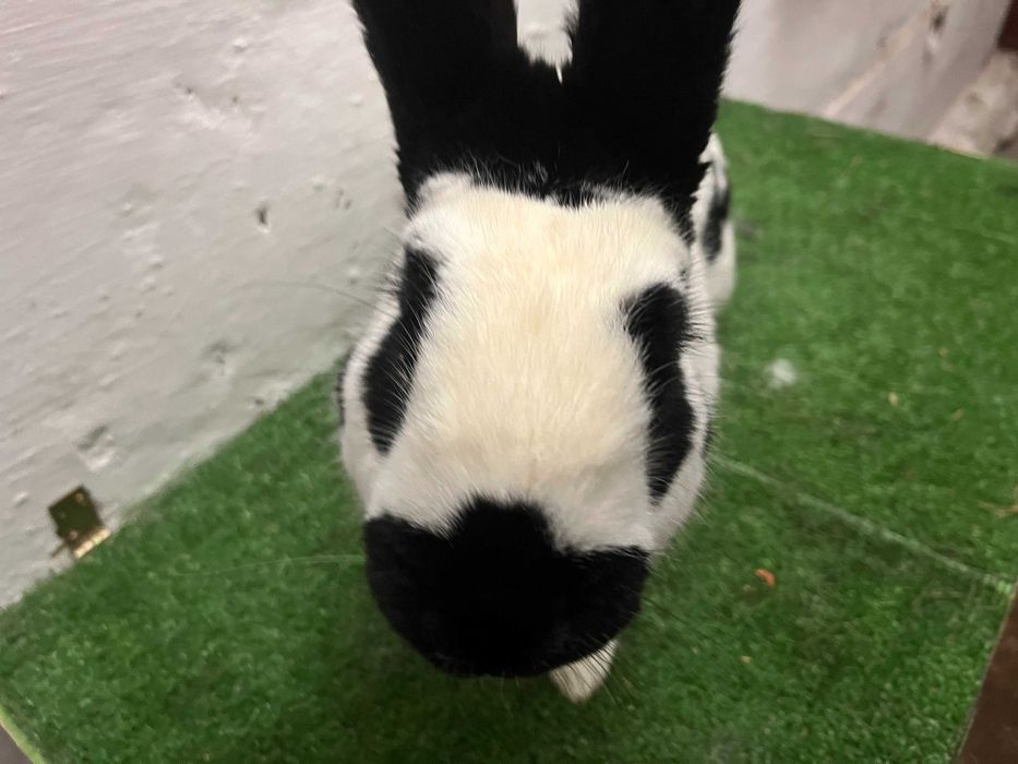 Sprzedam Samca OSC rodowód