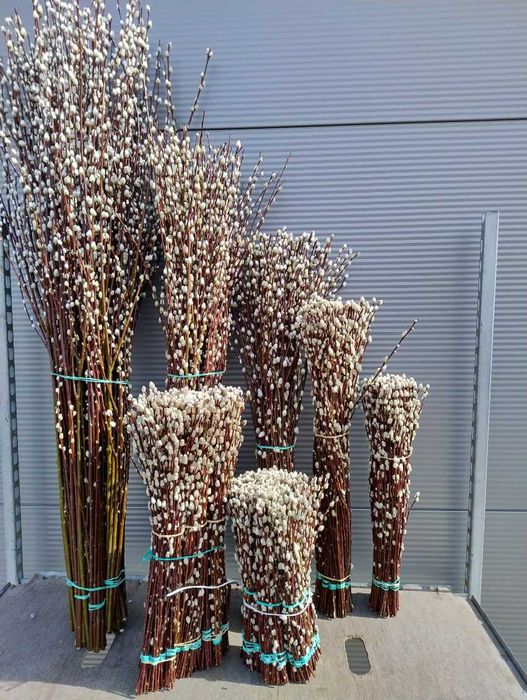 wierzba mandzurska, kręcona, ozdobna, palma, bazie,wianki, wielkanocne