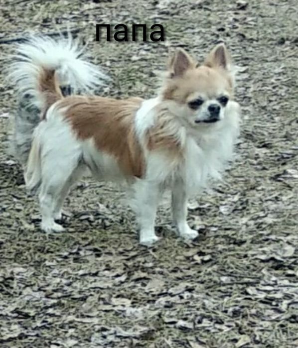 Чихуахуа для вязки