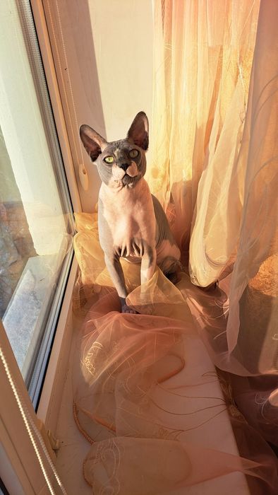 Вязка котика Сфінкс