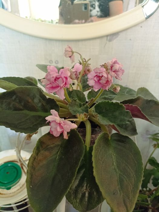 Продам фіалки, фиалки.