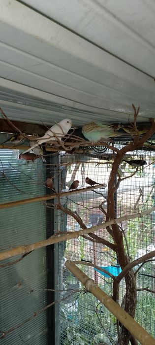 Aves piriquitos  novos o casal