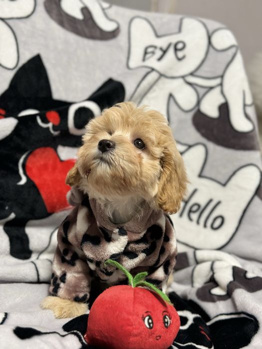 Милая мальтипу девочка