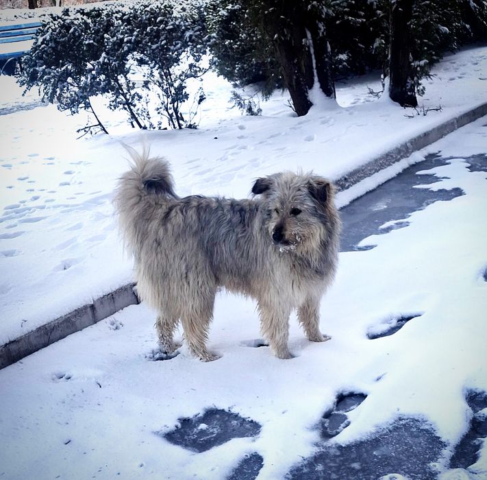 Микита шукає дім